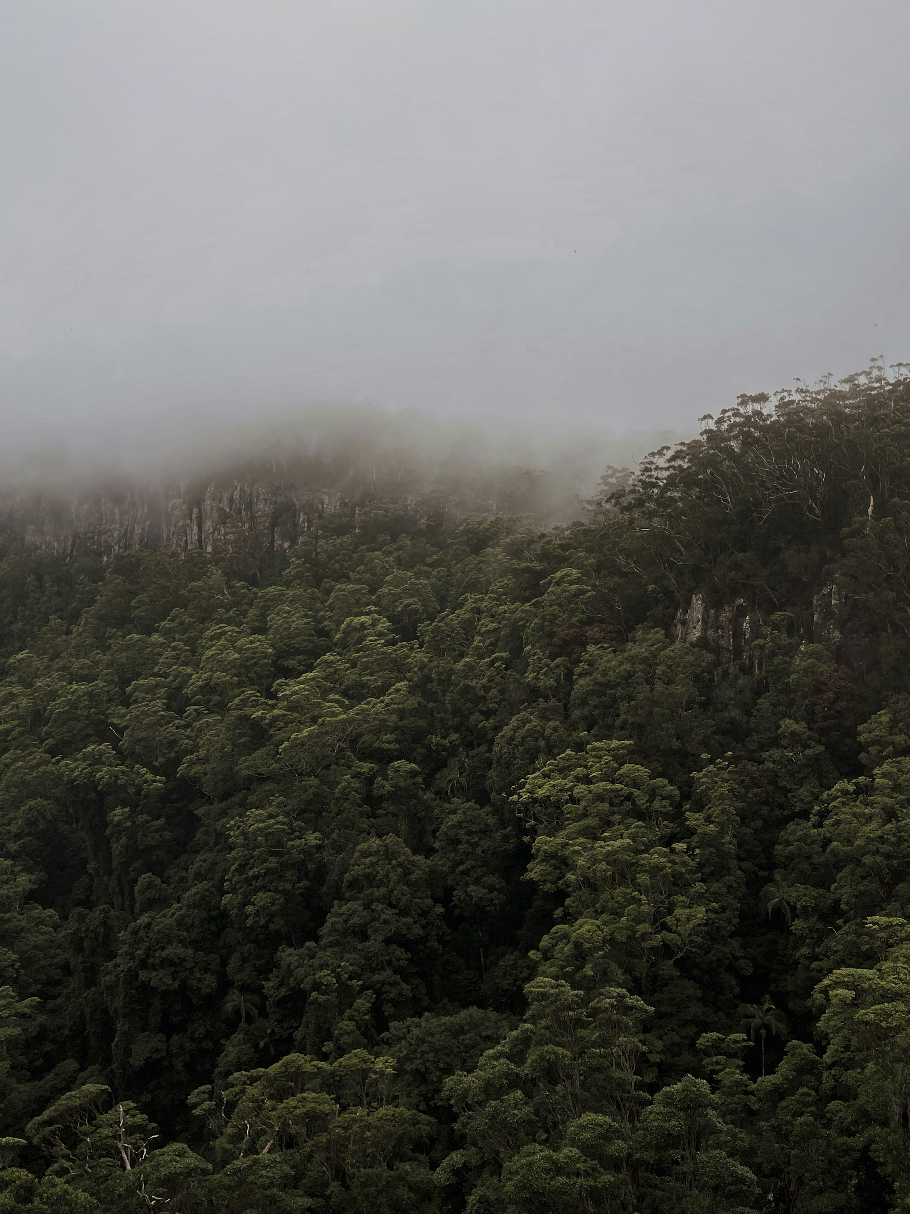 Misty Australian forest landscape